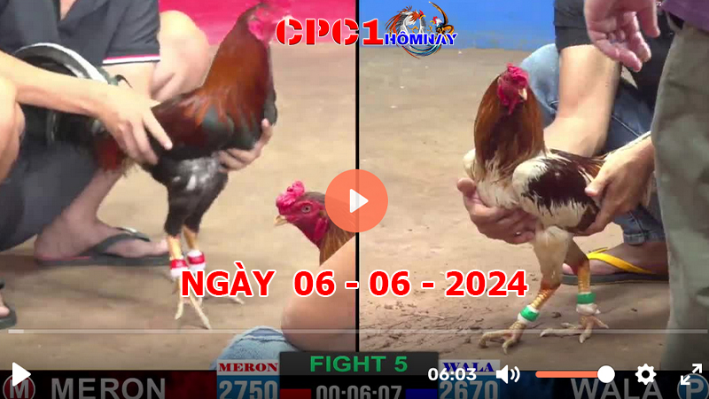 Trực tiếp đá gà CPC1 ngày 06-06-2024