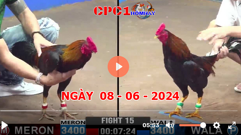 Trực tiếp đá gà CPC1 ngày 08-06-2024