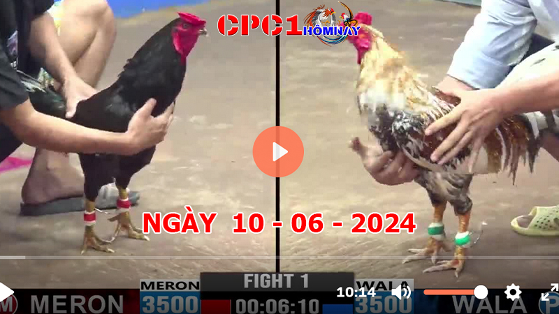 Trực tiếp đá gà CPC1 ngày 10-06-2024