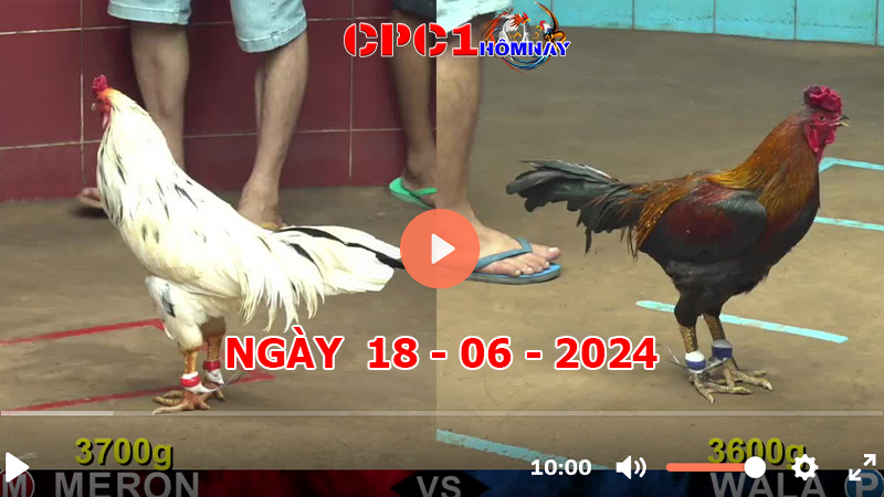 Trực tiếp đá gà CPC1 ngày 18-06-2024