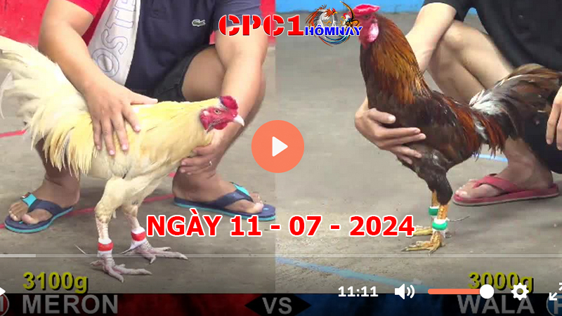 Trực tiếp đá gà CPC1 ngày 11-7-2024