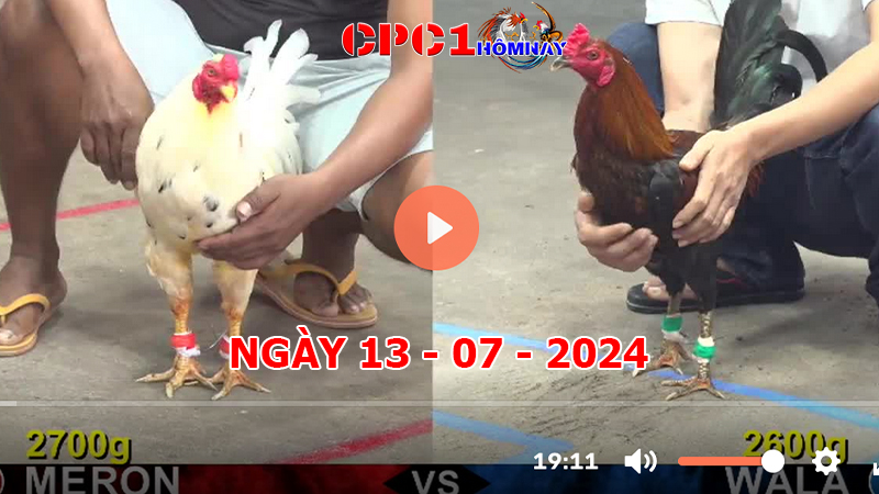 Trực tiếp đá gà CPC1 ngày 13-7-2024