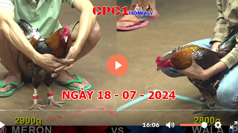 Trực tiếp đá gà CPC1 ngày 18-7-2024