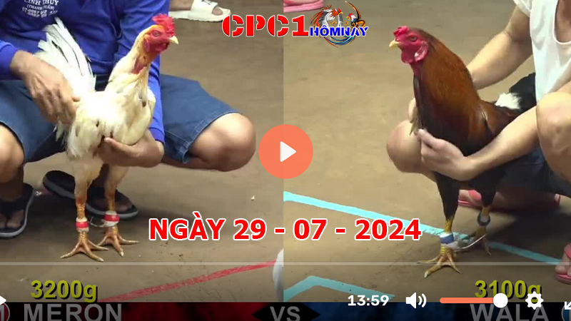 Trực tiếp đá gà CPC1 ngày 29-7-2024