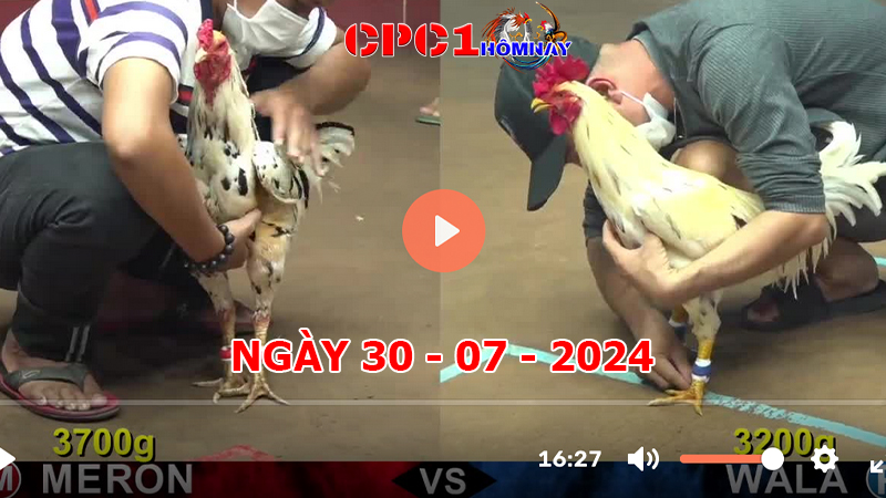 Trực tiếp đá gà CPC1 ngày 30-7-2024