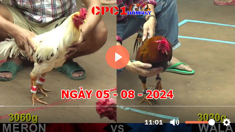 Trực tiếp đá gà CPC1 ngày 05-8-2024