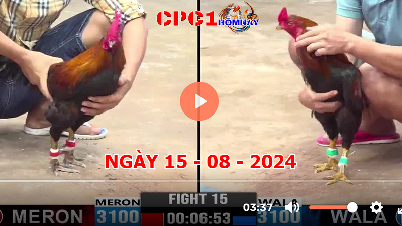 Trực tiếp đá gà CPC1 ngày 15-8-2024