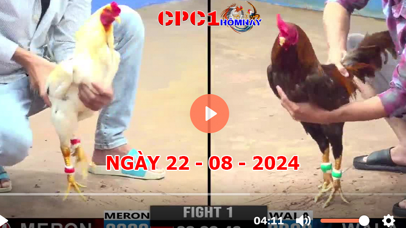 Trực tiếp đá gà CPC1 ngày 22-8-2024