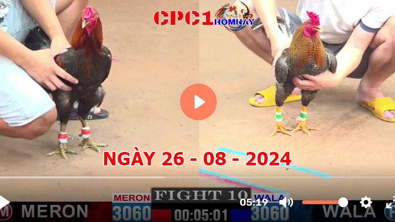 Trực tiếp đá gà CPC1 ngày 26-8-2024