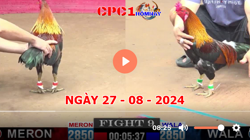 Trực tiếp đá gà CPC1 ngày 27-8-2024