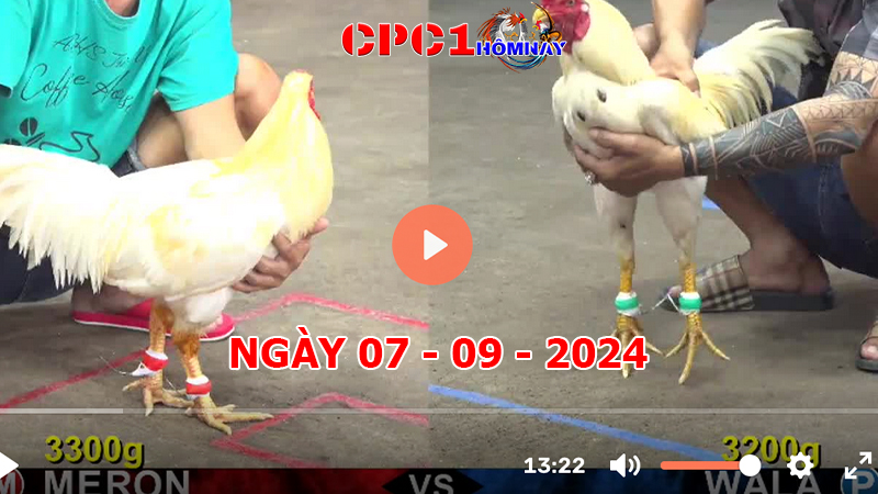 Trực tiếp đá gà CPC1 ngày 07-9-2024