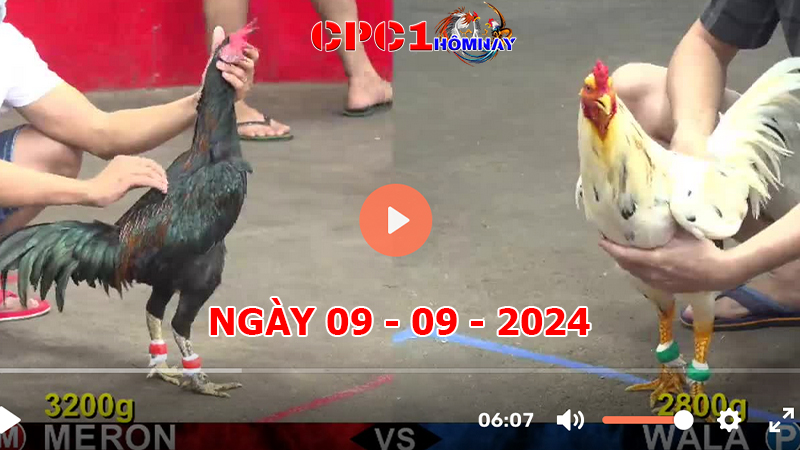 Trực tiếp đá gà CPC1 ngày 09-9-2024