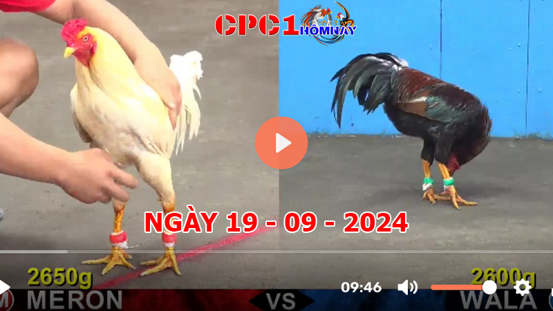 Trực tiếp đá gà CPC1 ngày 19-9-2024