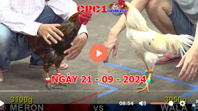 Trực tiếp đá gà CPC1 ngày 21-9-2024