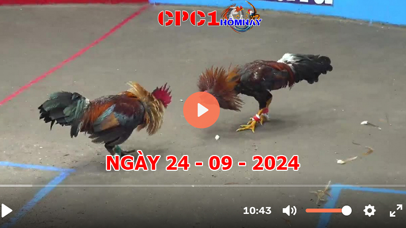 Trực tiếp đá gà CPC1 ngày 24-9-2024