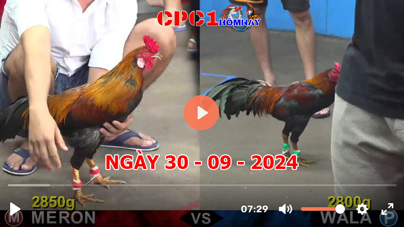 Trực tiếp đá gà CPC1 ngày 30-9-2024