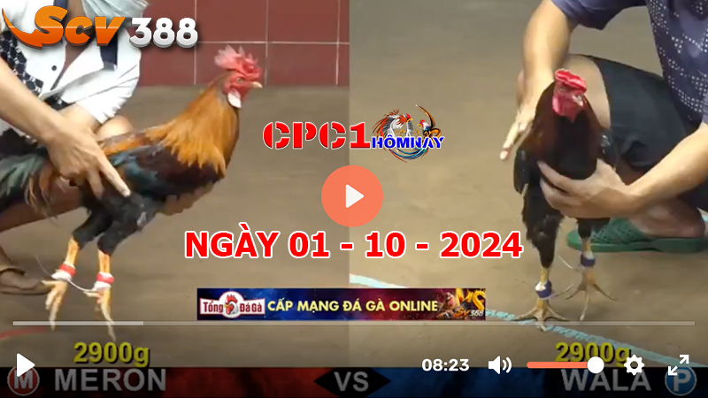 Trực tiếp đá gà CPC1 ngày 01-10-2024