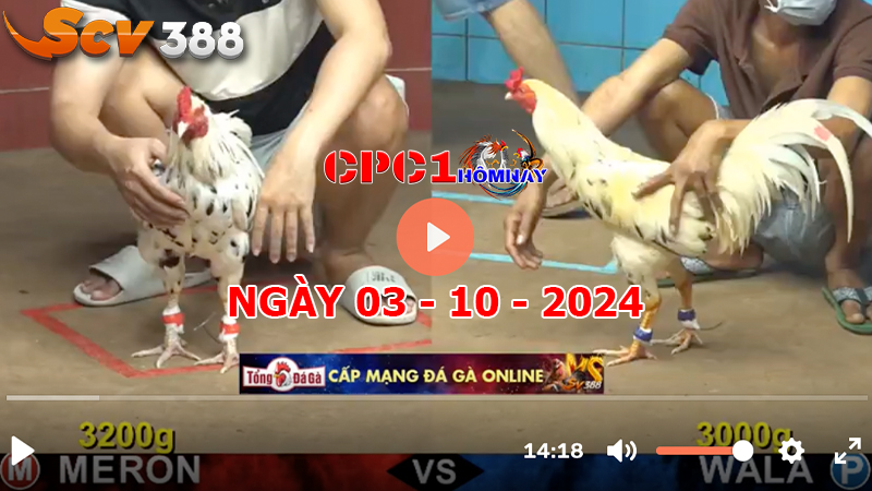 Trực tiếp đá gà CPC1 ngày 03-10-2024