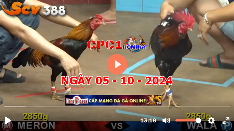 Trực tiếp đá gà CPC1 ngày 05-10-2024