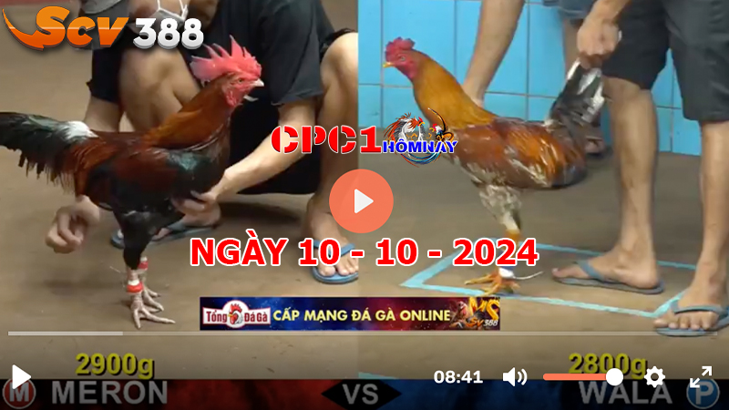 Trực tiếp đá gà CPC1 ngày 10-10-2024