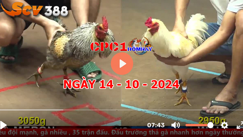 Trực tiếp đá gà CPC1 ngày 14-10-2024