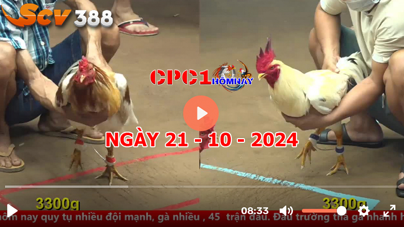 Trực tiếp đá gà CPC1 ngày 21-10-2024