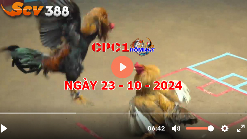 Trực tiếp đá gà CPC1 ngày 24-10-2024