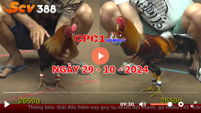 Trực tiếp đá gà CPC1 ngày 29-10-2024