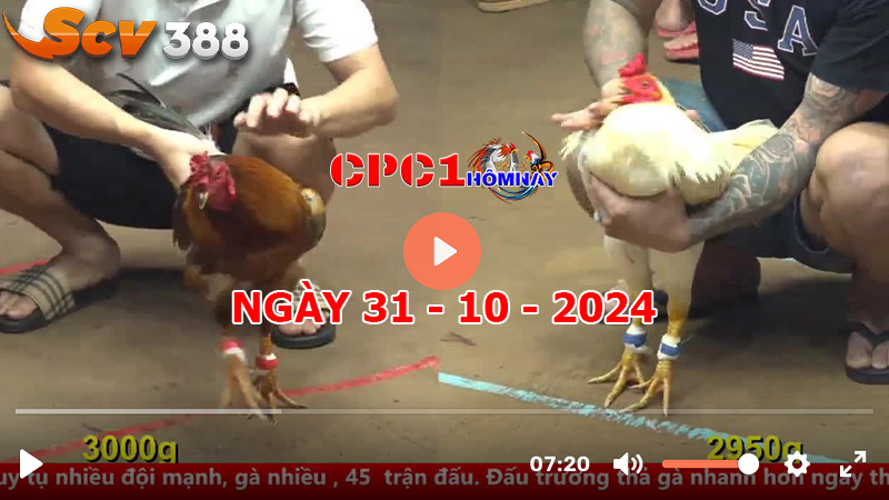 Trực tiếp đá gà CPC1 ngày 31-10-2024