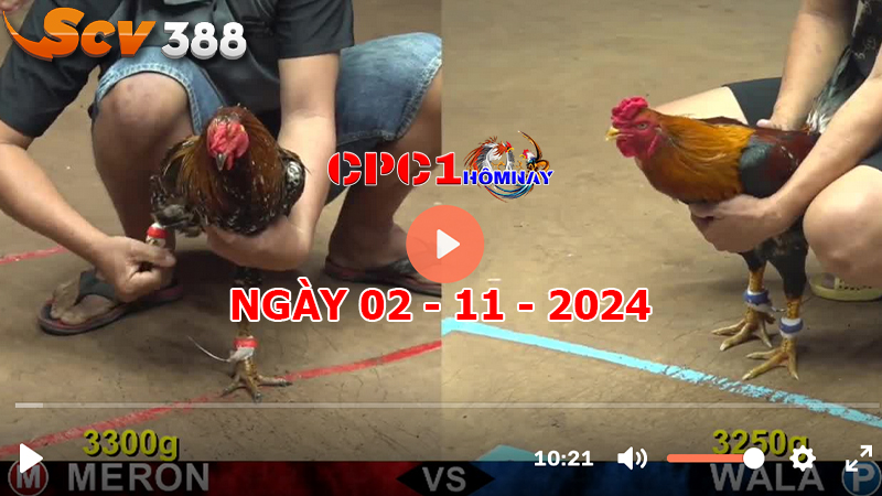 Đá gà CPC1 ngày 02-11-2024