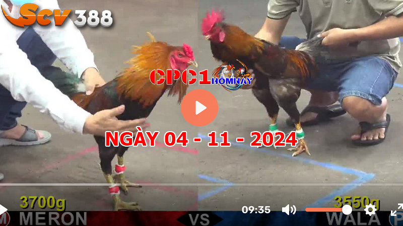 Đá gà CPC1 ngày 04-11-2024