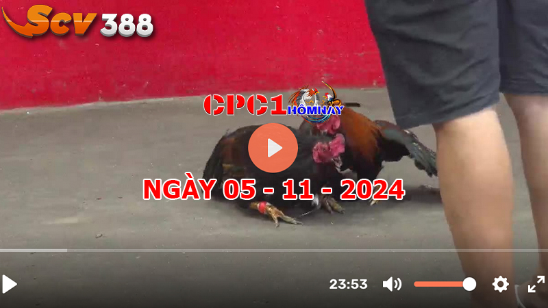 Đá gà CPC1 ngày 05-11-2024