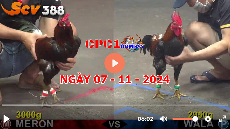 Đá gà CPC1 ngày 07-11-2024