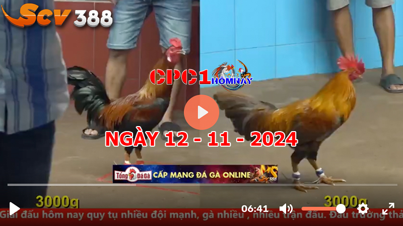 Đá gà CPC1 ngày 12-11-2024