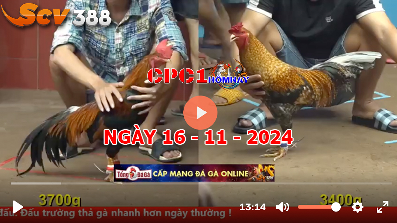 Đá gà CPC1 ngày 16-11-2024