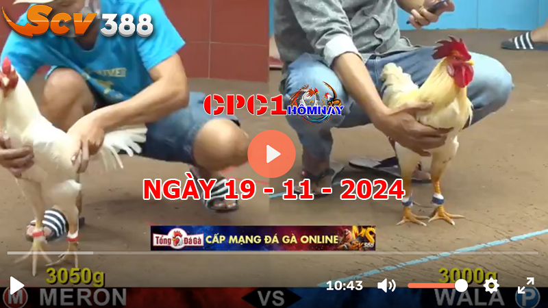 Đá gà CPC1 ngày 19-11-2024