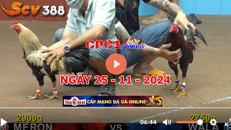 Đá gà CPC1 ngày 25-11-2024